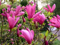 Magnolia purpurowa SUSAN